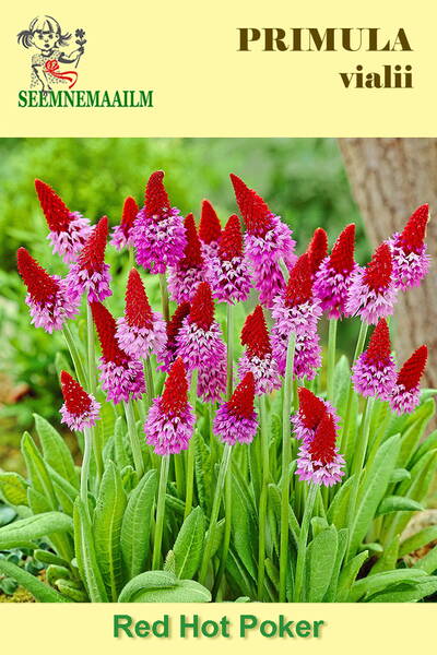 Tähkäesikko "Miracle", "Red hot poker" Tähkäesikko "Miracle", "Red hot poker"